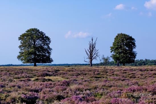 De_Hoge_Veluwe_National_Park_Gelderland_Nederland_Dutch_nature_landscape_Photography_054_Canon_EOS_5D_Mark_IV.JPG