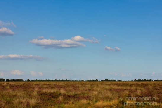 De_Hoge_Veluwe_National_Park_Gelderland_Nederland_Dutch_nature_landscape_Photography_056_Canon_EOS_5D_Mark_IV.JPG