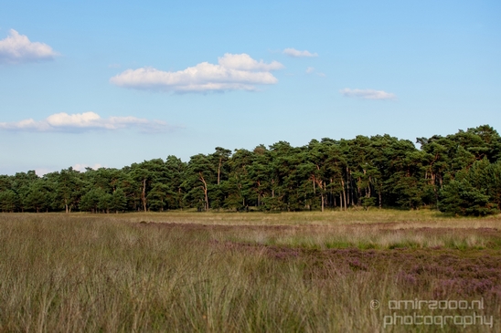 De_Hoge_Veluwe_National_Park_Gelderland_Nederland_Dutch_nature_landscape_Photography_057_Canon_EOS_5D_Mark_IV.JPG