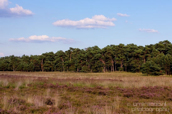 De_Hoge_Veluwe_National_Park_Gelderland_Nederland_Dutch_nature_landscape_Photography_058_Canon_EOS_5D_Mark_IV.JPG
