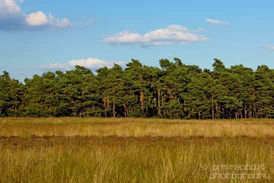 De_Hoge_Veluwe_National_Park_Gelderland_Nederland_Dutch_nature_landscape_Photography_059_Canon_EOS_5D_Mark_IV.JPG