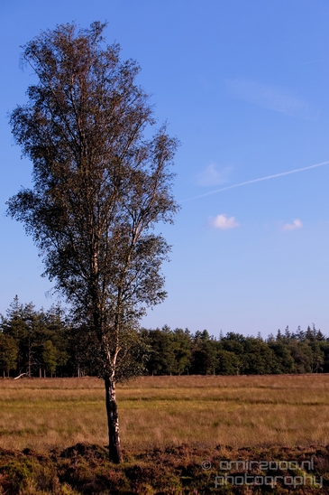 De_Hoge_Veluwe_National_Park_Gelderland_Nederland_Dutch_nature_landscape_Photography_060_Canon_EOS_5D_Mark_IV.JPG