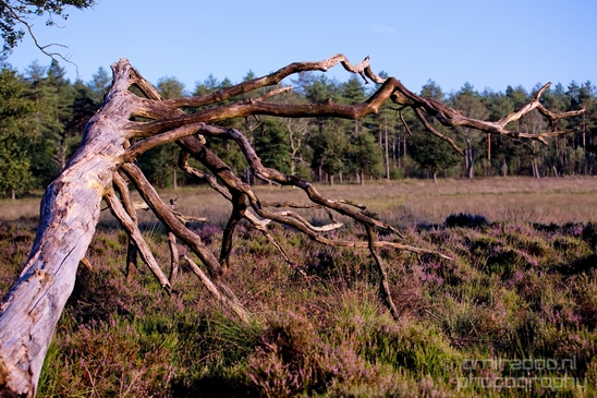 De_Hoge_Veluwe_National_Park_Gelderland_Nederland_Dutch_nature_landscape_Photography_062_Canon_EOS_5D_Mark_IV.JPG