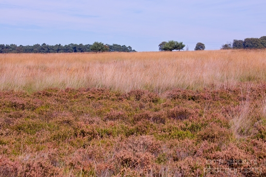 De_Hoge_Veluwe_National_Park_Gelderland_Nederland_Dutch_nature_landscape_Photography_064_Canon_EOS_5D_Mark_IV.JPG