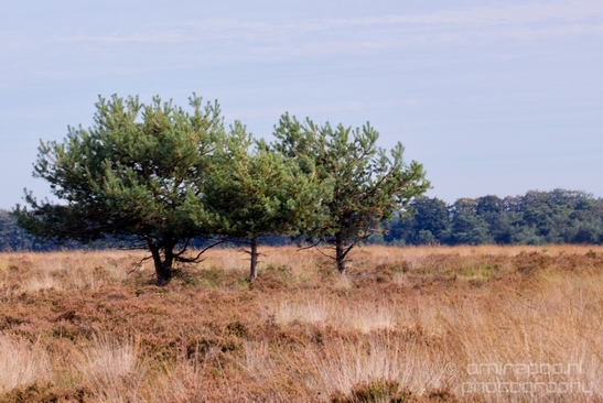 De_Hoge_Veluwe_National_Park_Gelderland_Nederland_Dutch_nature_landscape_Photography_065_Canon_EOS_5D_Mark_IV.JPG