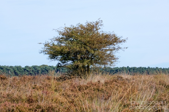 De_Hoge_Veluwe_National_Park_Gelderland_Nederland_Dutch_nature_landscape_Photography_066_Canon_EOS_5D_Mark_IV.JPG