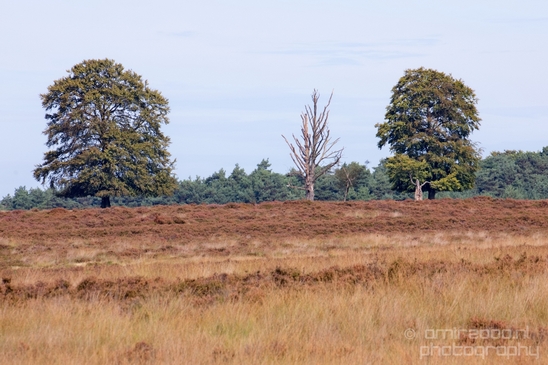 De_Hoge_Veluwe_National_Park_Gelderland_Nederland_Dutch_nature_landscape_Photography_067_Canon_EOS_5D_Mark_IV.JPG