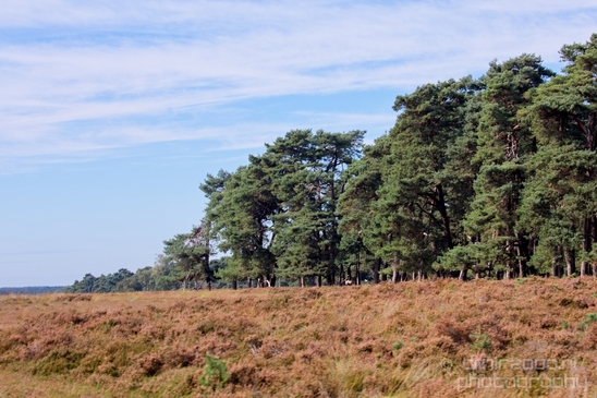 De_Hoge_Veluwe_National_Park_Gelderland_Nederland_Dutch_nature_landscape_Photography_069_Canon_EOS_5D_Mark_IV.JPG