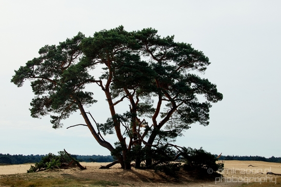 De_Hoge_Veluwe_National_Park_Gelderland_Nederland_Dutch_nature_landscape_Photography_072_Canon_EOS_5D_Mark_IV.JPG