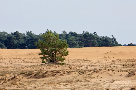 De_Hoge_Veluwe_National_Park_Gelderland_Nederland_Dutch_nature_landscape_Photography_073_Canon_EOS_5D_Mark_IV.JPG
