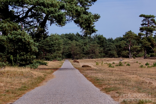 De_Hoge_Veluwe_National_Park_Gelderland_Nederland_Dutch_nature_landscape_Photography_074_Canon_EOS_5D_Mark_IV.JPG