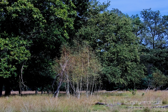 De_Hoge_Veluwe_National_Park_Gelderland_Nederland_Dutch_nature_landscape_Photography_076_Canon_EOS_5D_Mark_IV.JPG
