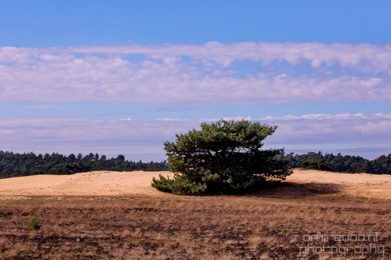 De_Hoge_Veluwe_National_Park_Gelderland_Nederland_Dutch_nature_landscape_Photography_079_Canon_EOS_5D_Mark_IV.JPG