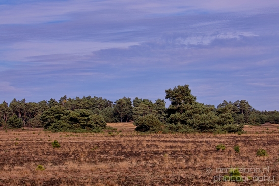 De_Hoge_Veluwe_National_Park_Gelderland_Nederland_Dutch_nature_landscape_Photography_080_Canon_EOS_5D_Mark_IV.JPG