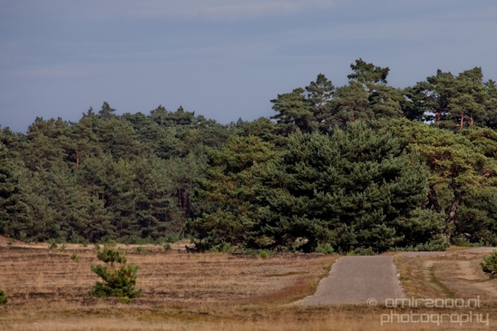 De_Hoge_Veluwe_National_Park_Gelderland_Nederland_Dutch_nature_landscape_Photography_082_Canon_EOS_5D_Mark_IV.JPG