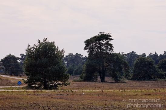 De_Hoge_Veluwe_National_Park_Gelderland_Nederland_Dutch_nature_landscape_Photography_083_Canon_EOS_5D_Mark_IV.JPG