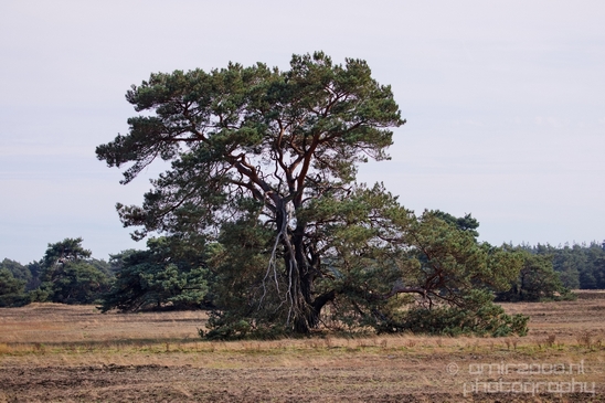 De_Hoge_Veluwe_National_Park_Gelderland_Nederland_Dutch_nature_landscape_Photography_084_Canon_EOS_5D_Mark_IV.JPG