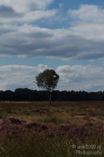 De_Hoge_Veluwe_Nature_Landscape_Photography_002_Canon_EOS_7D.JPG