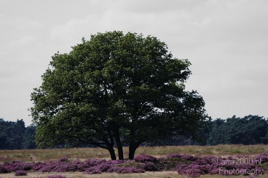 De_Hoge_Veluwe_Nature_Landscape_Photography_003_Canon_EOS_7D.JPG
