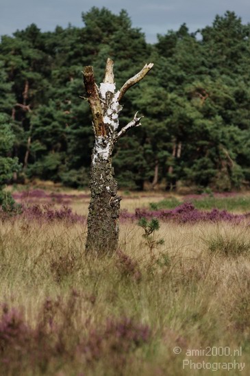 De_Hoge_Veluwe_Nature_Landscape_Photography_004_Canon_EOS_7D.JPG