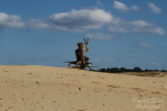 De_Hoge_Veluwe_Nature_Landscape_Photography_011_Canon_EOS_7D.JPG
