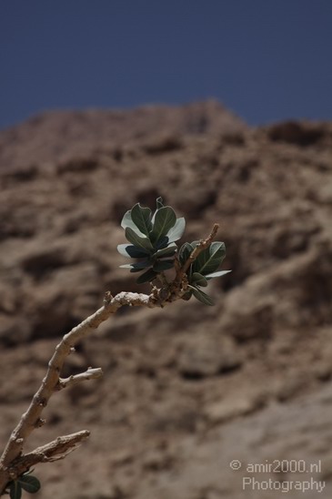 Dead_Sea_Nature_Landscape_Photography_012_Canon_EOS_50D.JPG