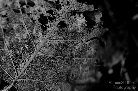 Decaying_leaf_structure_macro_nature_Landscape_Photography_001_Canon_EOS_5D_Mark_IV.JPG