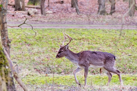 Deer_Amsterdamse_Waterleidingduinen_herten_nature_Amsterdam_Netherlands_Landscape_Photography_005_Canon_EOS_5D_Mark_IV.JPG