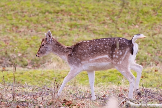 Deer_Amsterdamse_Waterleidingduinen_herten_nature_Amsterdam_Netherlands_Landscape_Photography_006_Canon_EOS_5D_Mark_IV.JPG