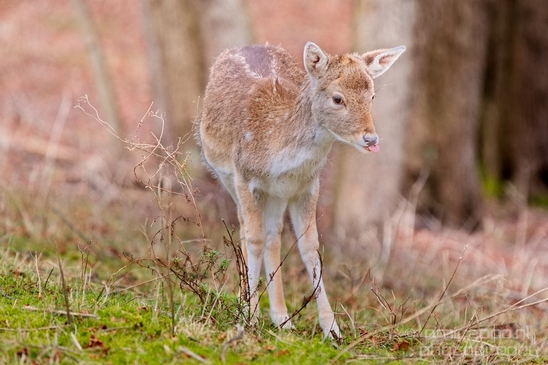 Deer_Amsterdamse_Waterleidingduinen_herten_nature_Amsterdam_Netherlands_Landscape_Photography_009_Canon_EOS_5D_Mark_IV.JPG