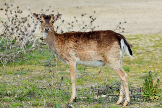 Deer_Amsterdamse_Waterleidingduinen_herten_nature_Amsterdam_Netherlands_Landscape_Photography_011_Canon_EOS_5D_Mark_IV.JPG