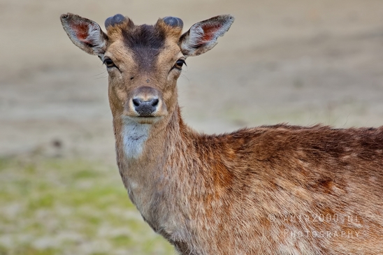 Deer_Amsterdamse_Waterleidingduinen_herten_nature_Amsterdam_Netherlands_Landscape_Photography_012_Canon_EOS_5D_Mark_IV.JPG