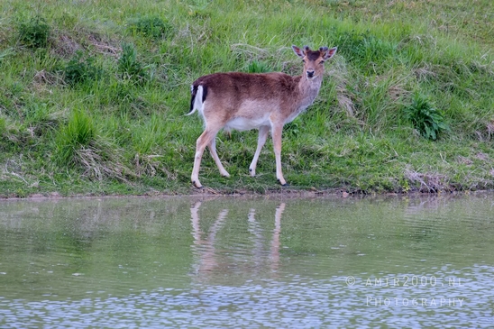 Deer_Amsterdamse_Waterleidingduinen_herten_nature_Amsterdam_Netherlands_Landscape_Photography_013_Canon_EOS_5D_Mark_IV.JPG