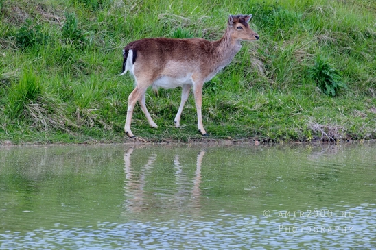 Deer_Amsterdamse_Waterleidingduinen_herten_nature_Amsterdam_Netherlands_Landscape_Photography_014_Canon_EOS_5D_Mark_IV.JPG