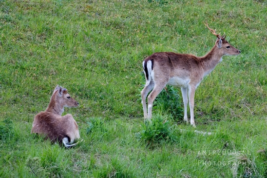 Deer_Amsterdamse_Waterleidingduinen_herten_nature_Amsterdam_Netherlands_Landscape_Photography_015_Canon_EOS_5D_Mark_IV.JPG
