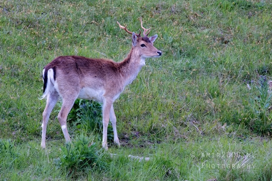 Deer_Amsterdamse_Waterleidingduinen_herten_nature_Amsterdam_Netherlands_Landscape_Photography_016_Canon_EOS_5D_Mark_IV.JPG