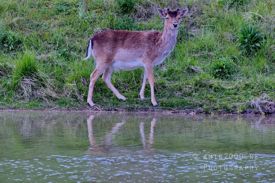 Deer_Amsterdamse_Waterleidingduinen_herten_nature_Amsterdam_Netherlands_Landscape_Photography_017_Canon_EOS_5D_Mark_IV.JPG