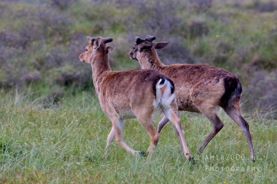 Deer_Amsterdamse_Waterleidingduinen_herten_nature_Amsterdam_Netherlands_Landscape_Photography_018_Canon_EOS_5D_Mark_IV.JPG