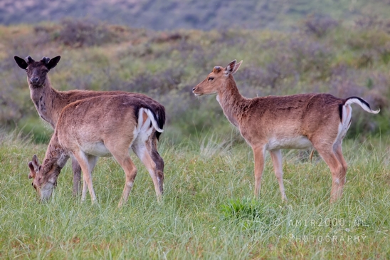 Deer_Amsterdamse_Waterleidingduinen_herten_nature_Amsterdam_Netherlands_Landscape_Photography_019_Canon_EOS_5D_Mark_IV.JPG