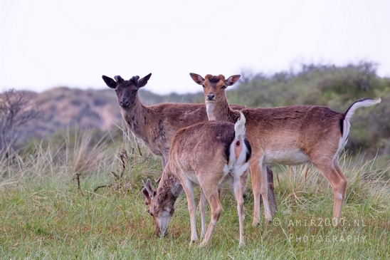 Deer_Amsterdamse_Waterleidingduinen_herten_nature_Amsterdam_Netherlands_Landscape_Photography_020_Canon_EOS_5D_Mark_IV.JPG