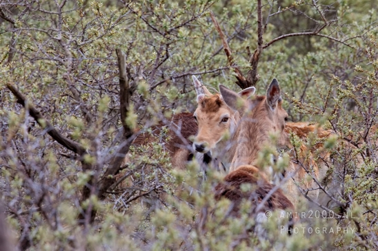Deer_Amsterdamse_Waterleidingduinen_herten_nature_Amsterdam_Netherlands_Landscape_Photography_022_Canon_EOS_5D_Mark_IV.JPG