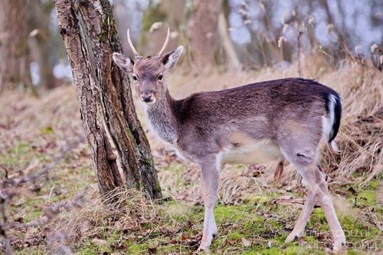 Deer_Amsterdamse_Waterleidingduinen_herten_nature_Amsterdam_Netherlands_Landscape_Photography_024_Canon_EOS_5D_Mark_IV.JPG