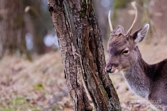 Deer_Amsterdamse_Waterleidingduinen_herten_nature_Amsterdam_Netherlands_Landscape_Photography_025_Canon_EOS_5D_Mark_IV.JPG