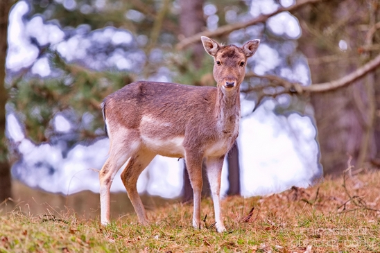 Deer_Amsterdamse_Waterleidingduinen_herten_nature_Amsterdam_Netherlands_Landscape_Photography_027_Canon_EOS_5D_Mark_IV.JPG