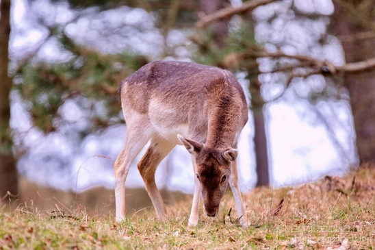 Deer_Amsterdamse_Waterleidingduinen_herten_nature_Amsterdam_Netherlands_Landscape_Photography_028_Canon_EOS_5D_Mark_IV.JPG