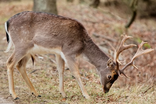 Deer_Amsterdamse_Waterleidingduinen_herten_nature_Amsterdam_Netherlands_Landscape_Photography_030_Canon_EOS_5D_Mark_IV.JPG