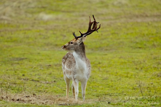 Deer_Amsterdamse_Waterleidingduinen_herten_nature_Amsterdam_Netherlands_Landscape_Photography_032_Canon_EOS_5D_Mark_IV.JPG