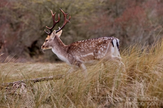 Deer_Amsterdamse_Waterleidingduinen_herten_nature_Amsterdam_Netherlands_Landscape_Photography_033_Canon_EOS_5D_Mark_IV.JPG