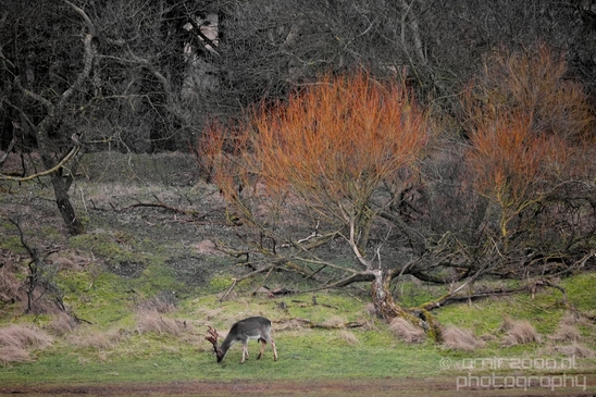Deer_Amsterdamse_Waterleidingduinen_herten_nature_Amsterdam_Netherlands_Landscape_Photography_035_Canon_EOS_5D_Mark_IV.JPG