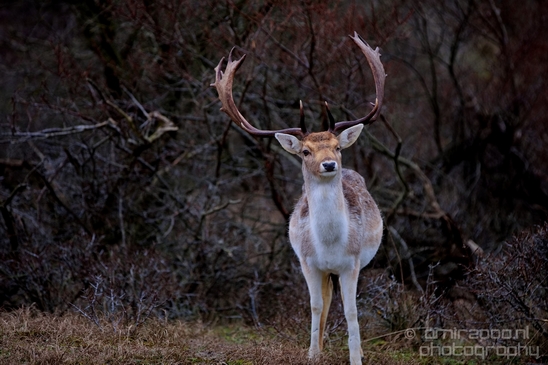 Deer_Amsterdamse_Waterleidingduinen_herten_nature_Amsterdam_Netherlands_Landscape_Photography_036_Canon_EOS_5D_Mark_IV.JPG